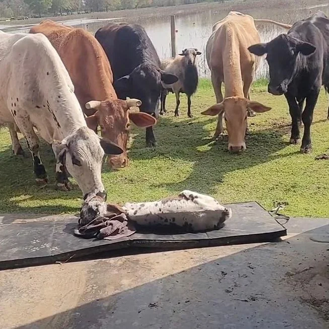 Update on Deux Face, the Two-Faced Calf Capturing Hearts in South Louisiana
