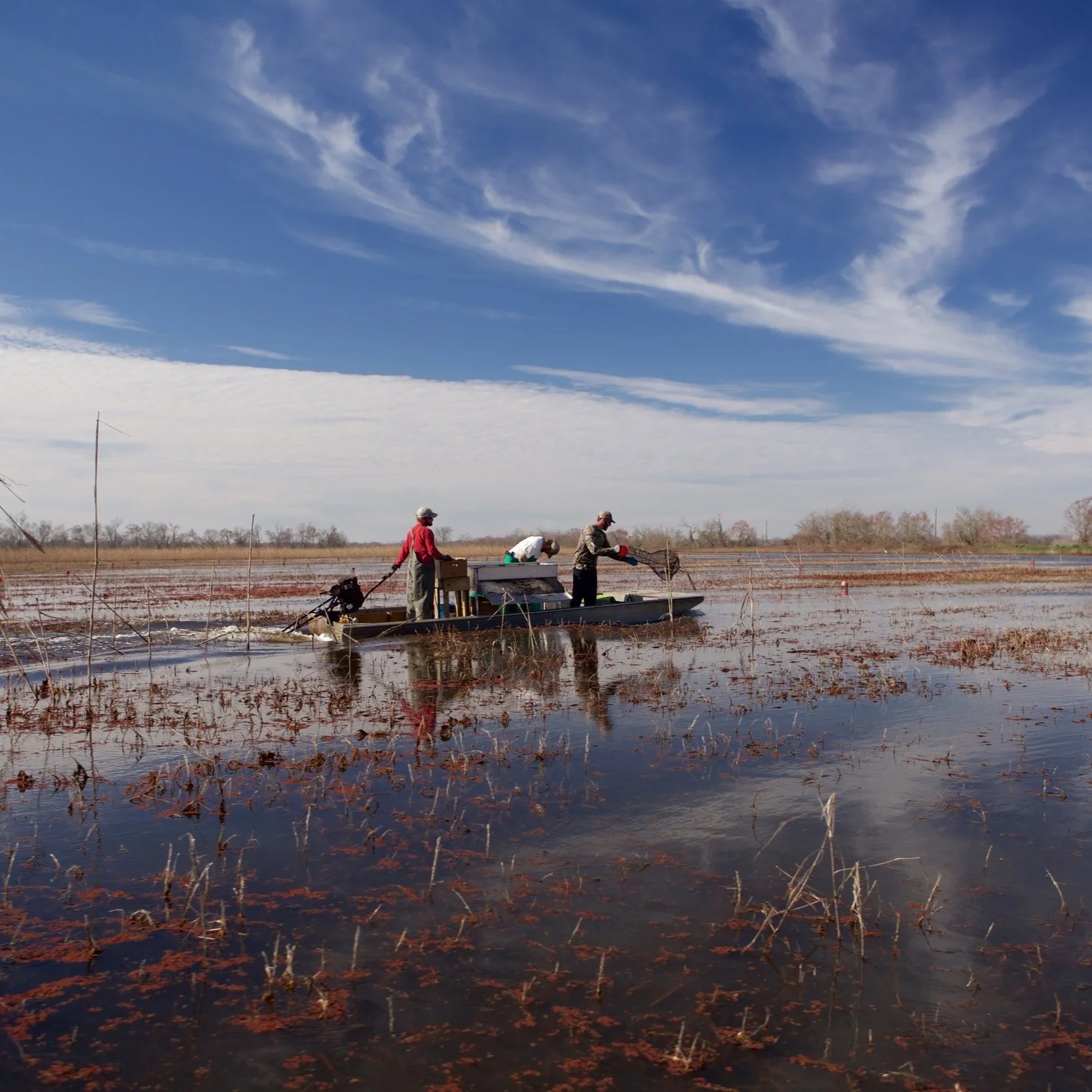 Some Good News for a Change Regarding Crawfish