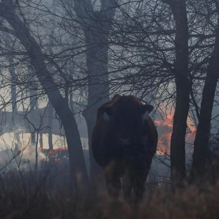 More Than 7,000 Head of Cattle Have Died in Texas Panhandle Wildfires, Causing a "Total Wipeout" for Many Local Ranchers
