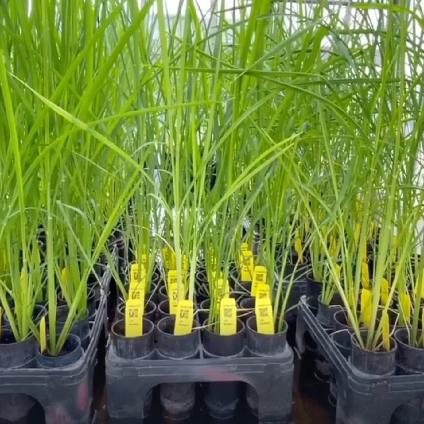 New Strain of Jasmine Rice Expected to Hit the Market in 2026