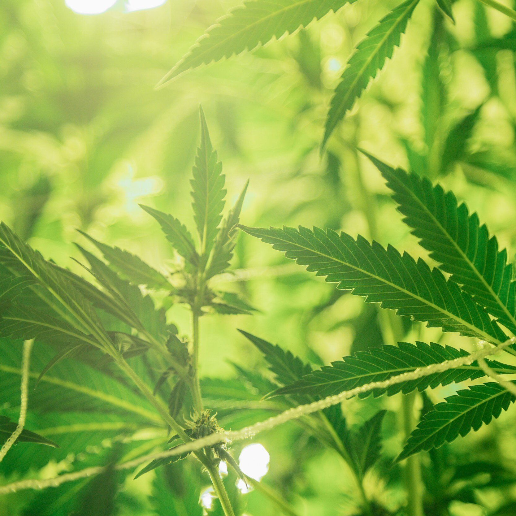 Targeting Insects In Louisiana Hemp
