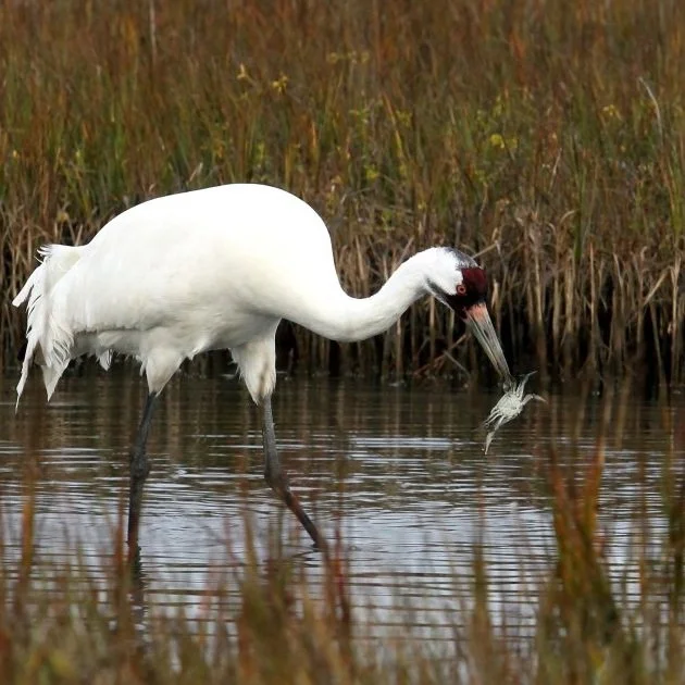 Crawfish Farm Workers Could Owe $15K for Killing Whooping Crane, Officials Say