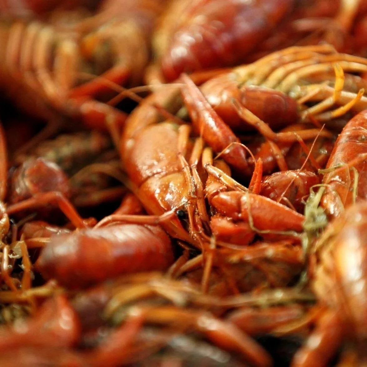 Editorial: Crawfish Farmers Deserve Federal Support
