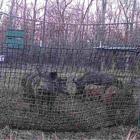 Managing Feral Hogs With A Trapping Net