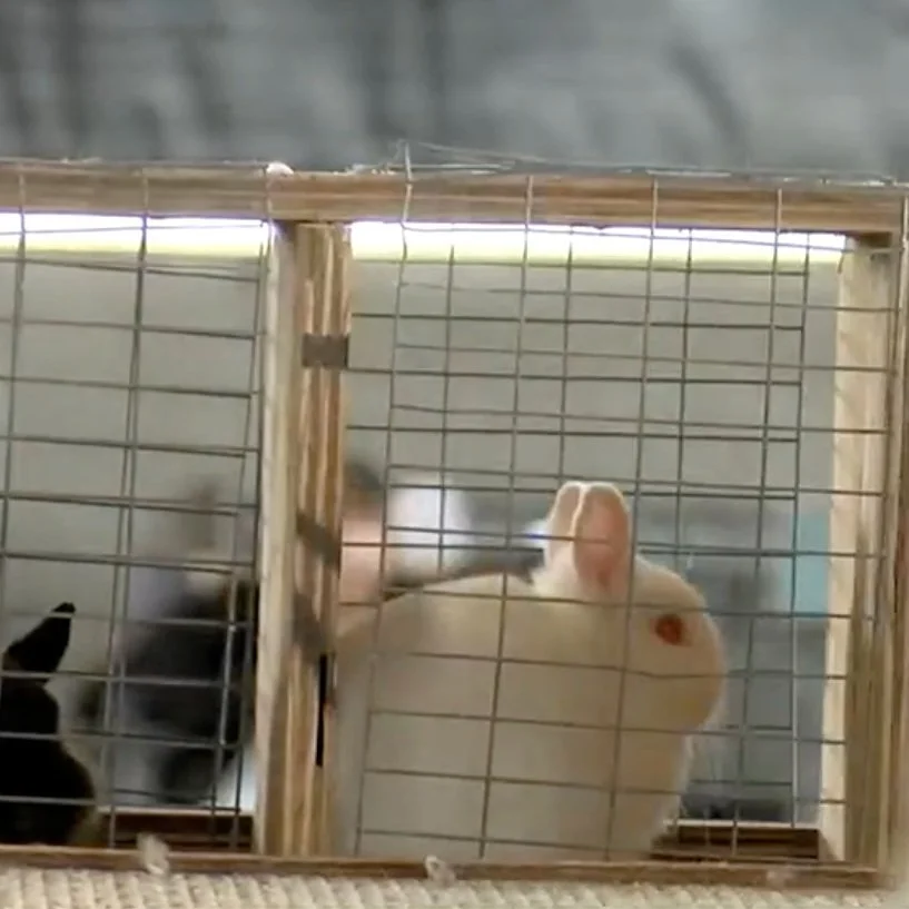  Iowa Rabbit Festival Wraps Up With Rabbit Cook-off