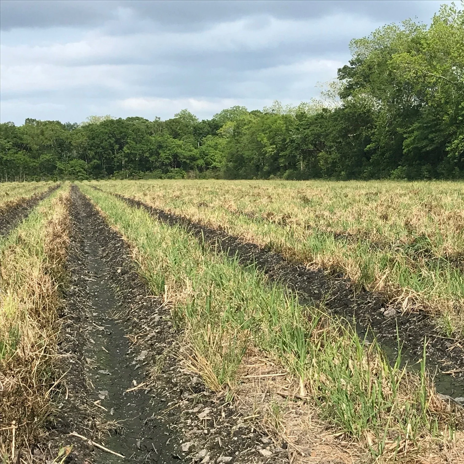 Trycera® Herbicide Receives Federal Registration for Sugarcane
