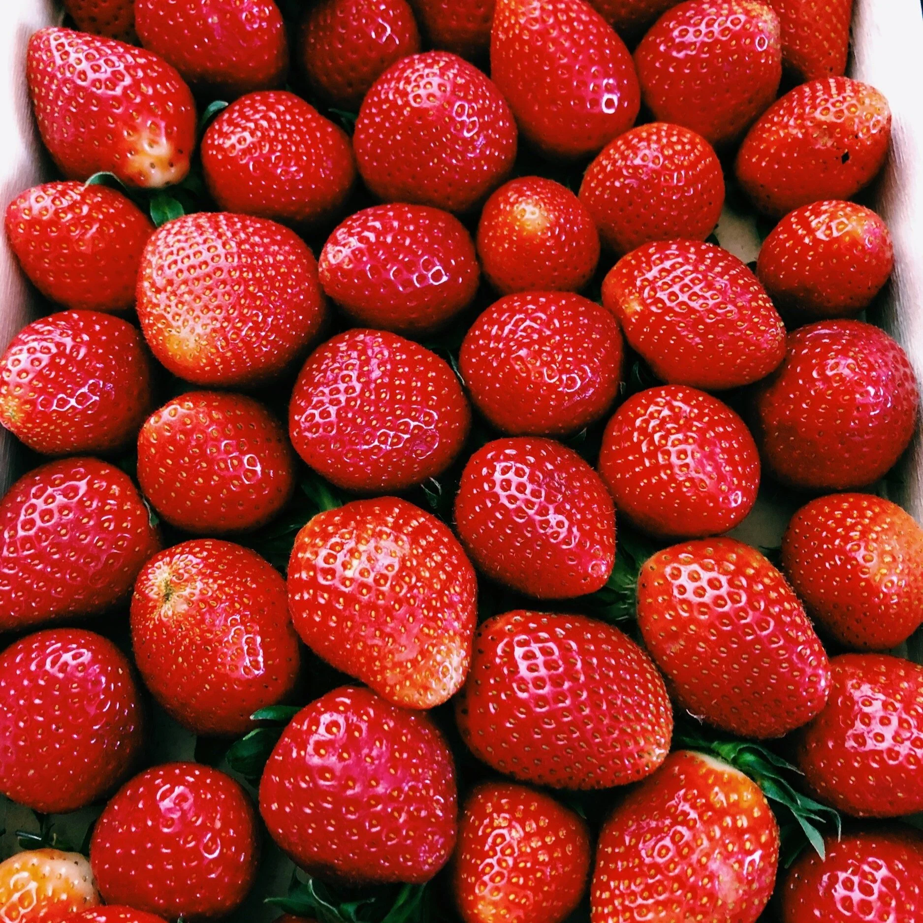 Kicking Off Strawberry Season With Indian Village Harvest Farm