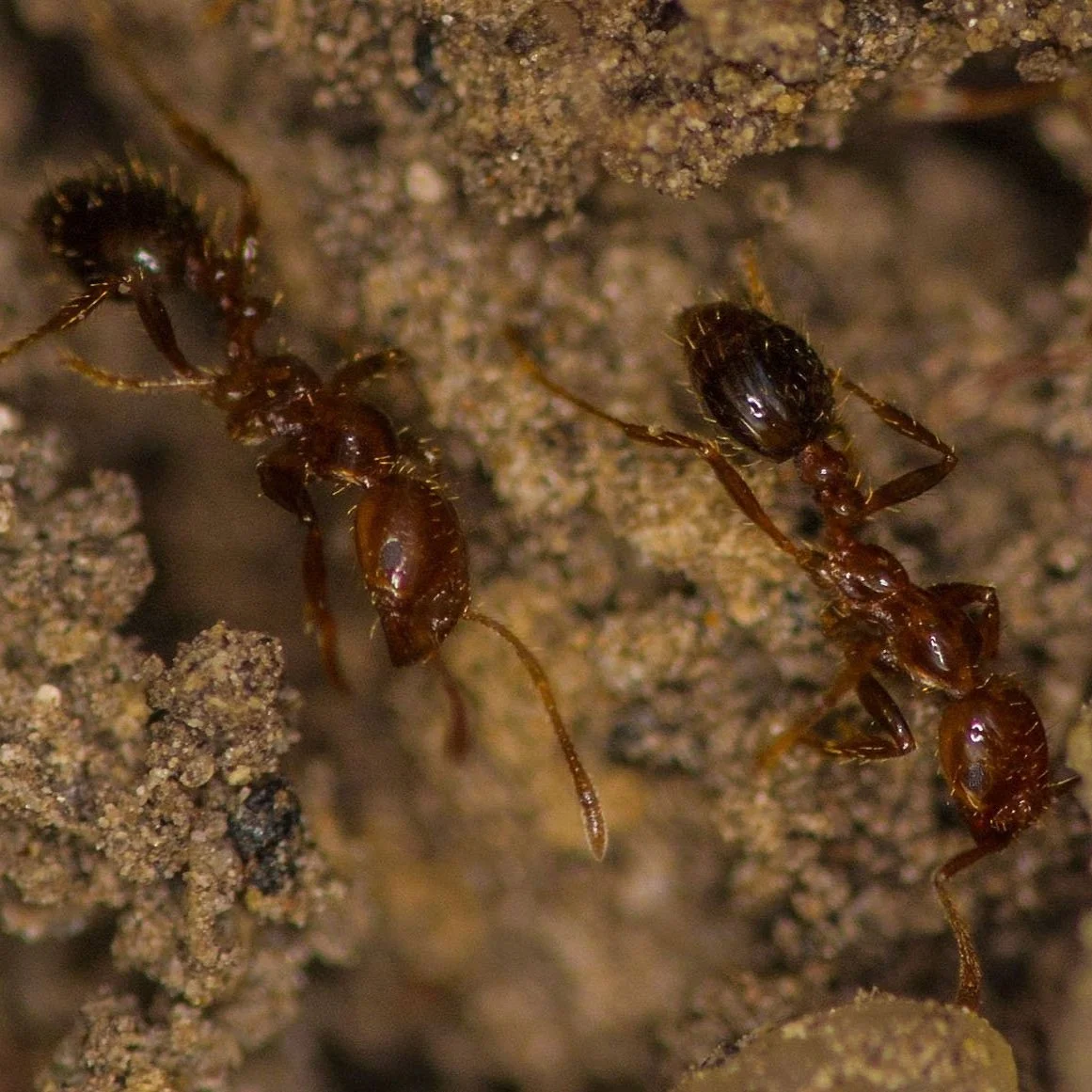Fighting Fire Ants