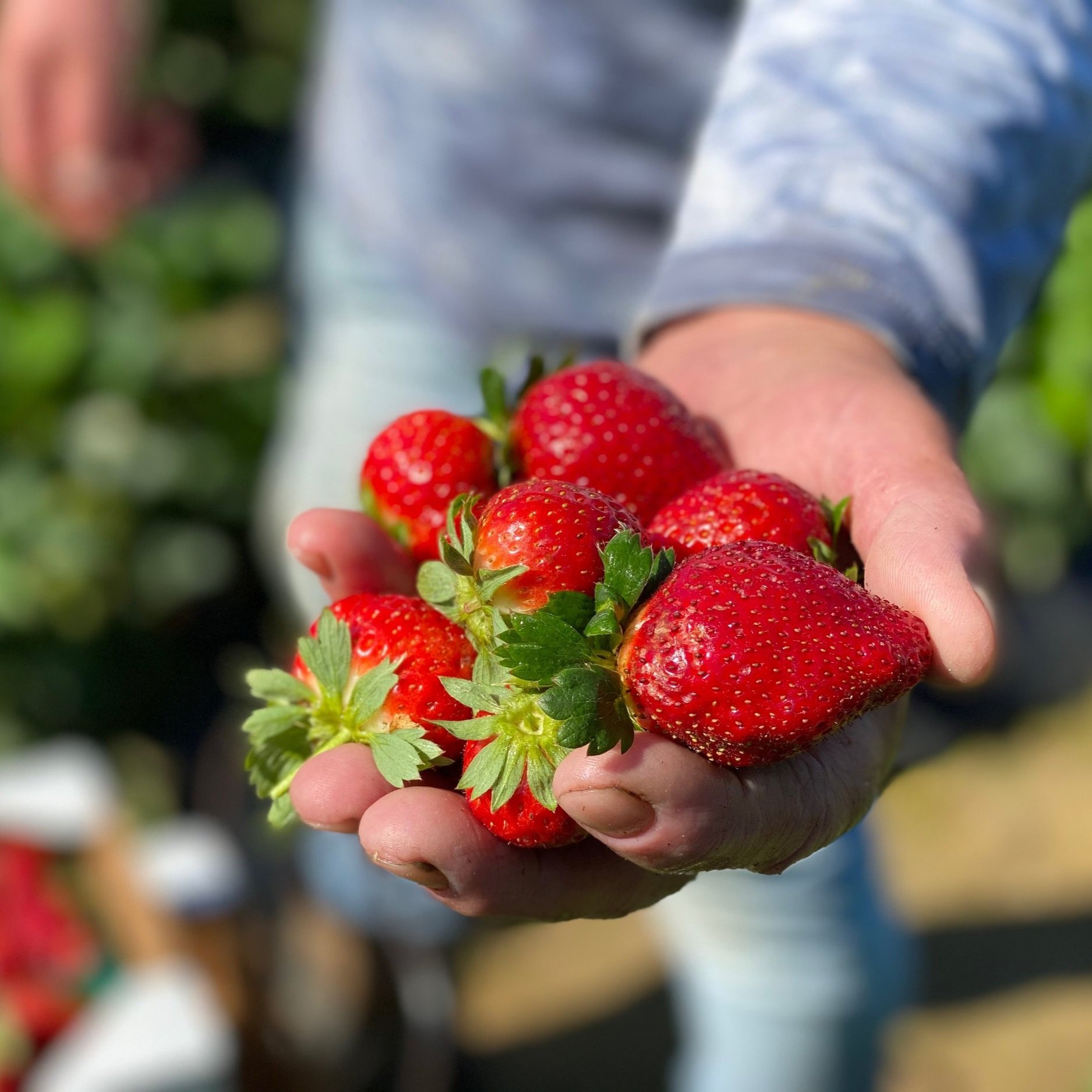 Nutritional Benefits of Strawberries