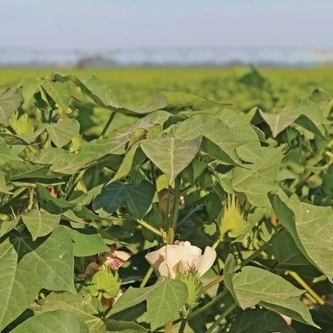 Non-Dicamba Options For Midsouth Cotton Growers