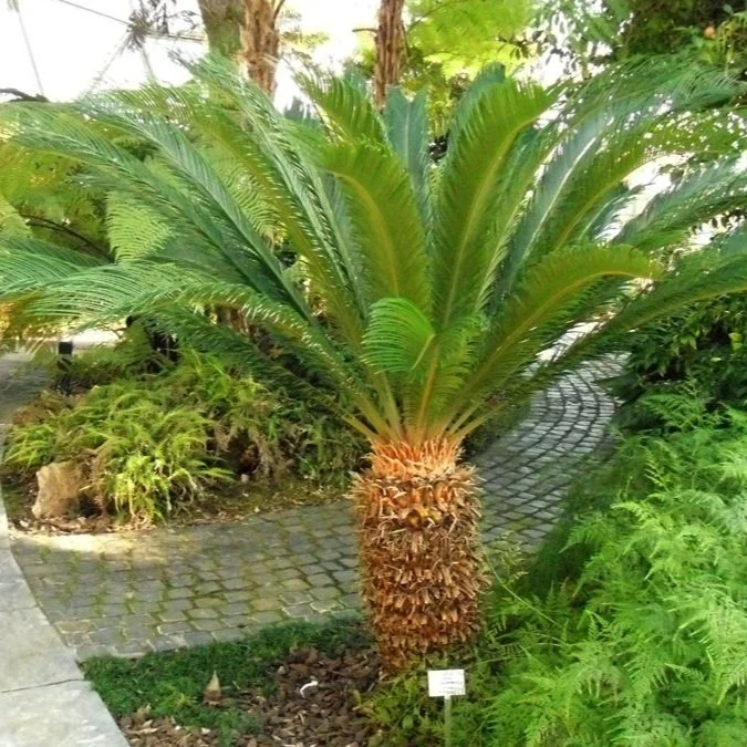 Keep Pets and Livestock Safe from Sago Palm and Other Toxic Plants