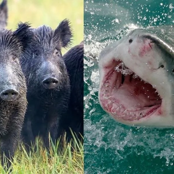 Wild Pigs Kill More People Than Sharks, Shocking New Research Reveals