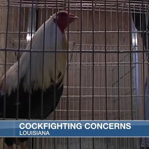 Cockfighting Concerns  Continue In Louisiana Years After Ban