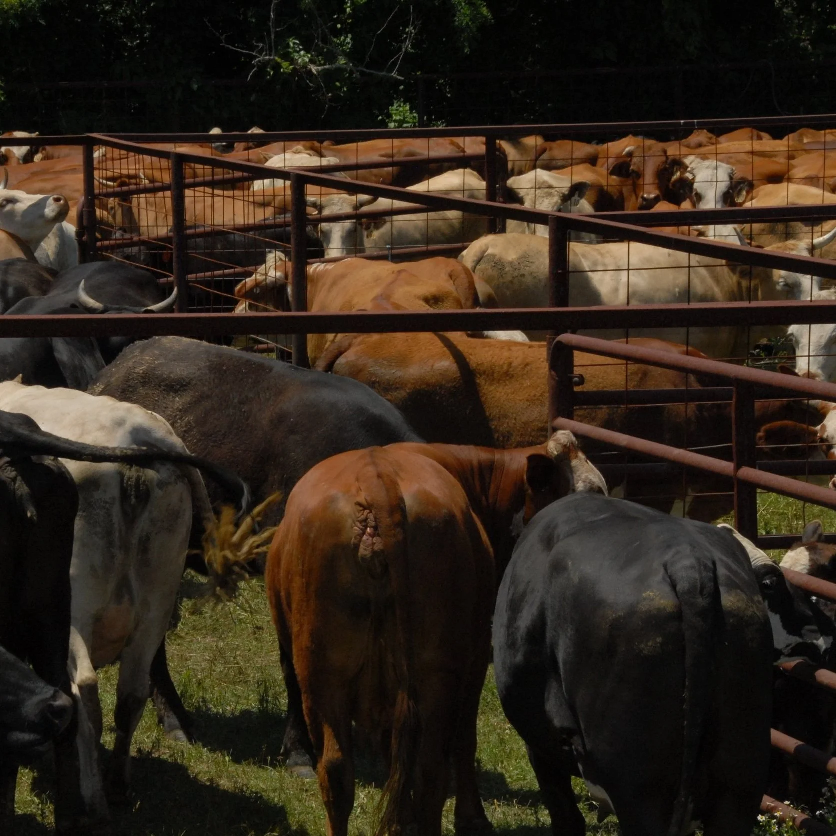 DeSoto Parish Cattle Field Day