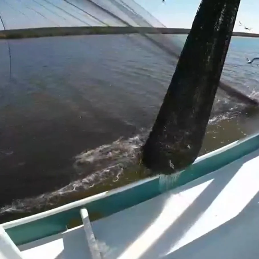 Several Bills Would Crack Down On Imported Seafood In Louisiana