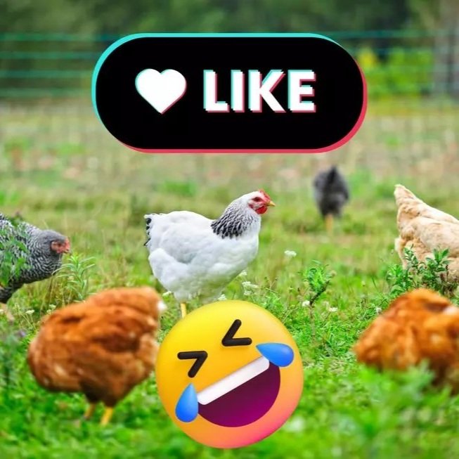 Louisiana Farm's Humor Helps Them Go Viral