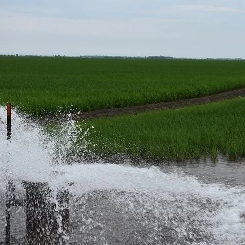 Golden Era Of Rice Irrigation Has Arrived