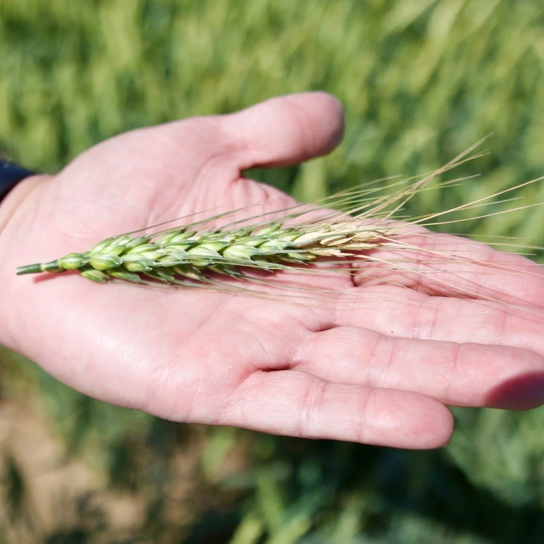Wheat, Oat Field Day Provides Producers The Latest Crop Updates