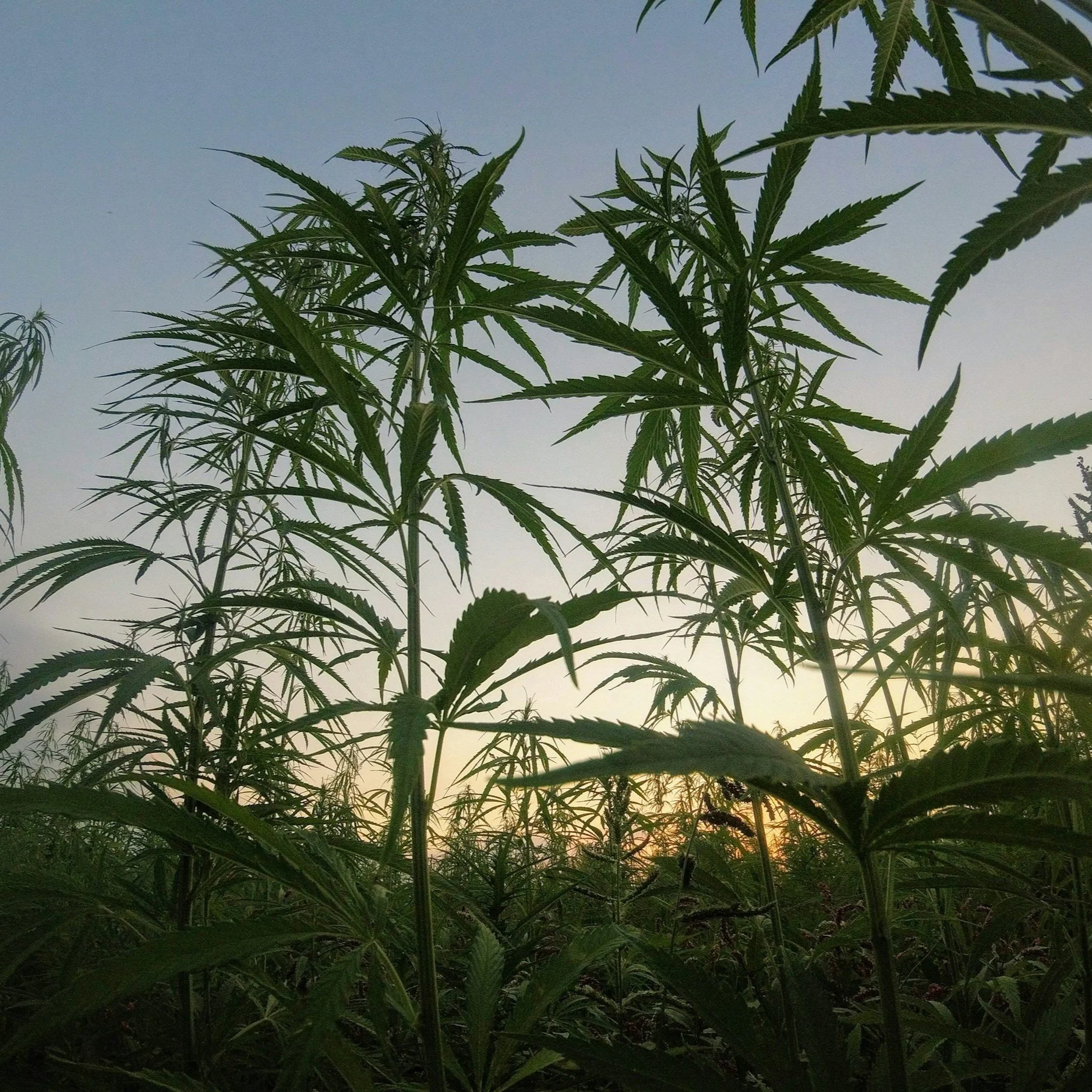 Targeting Insects In Louisiana Hemp