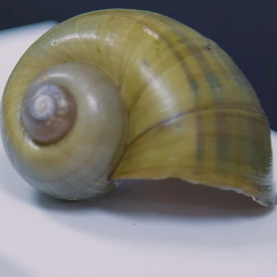 An Invasive Snail Found in Arkansas