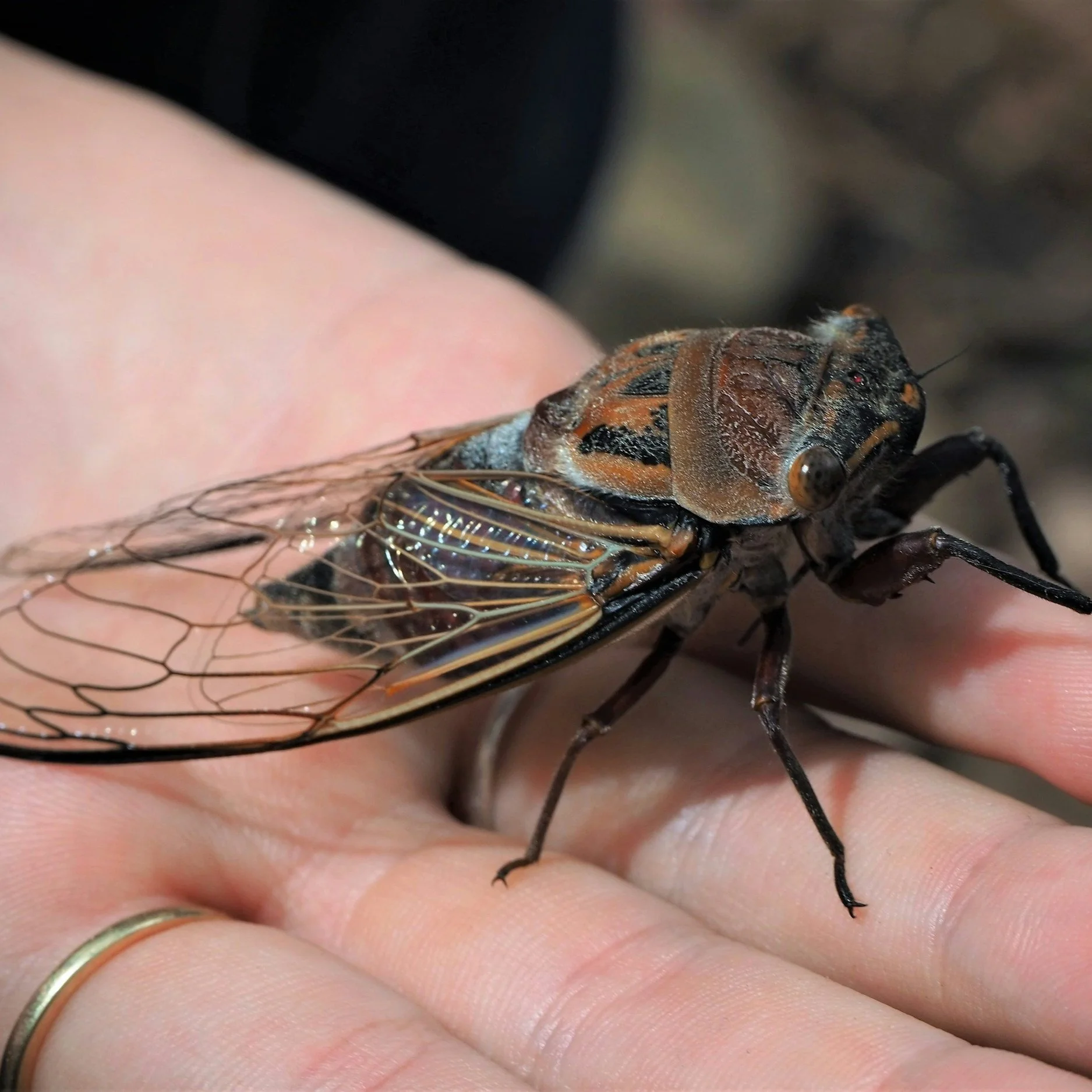 Are You Ready for the Cicada Invasion of Northwest Louisiana?
