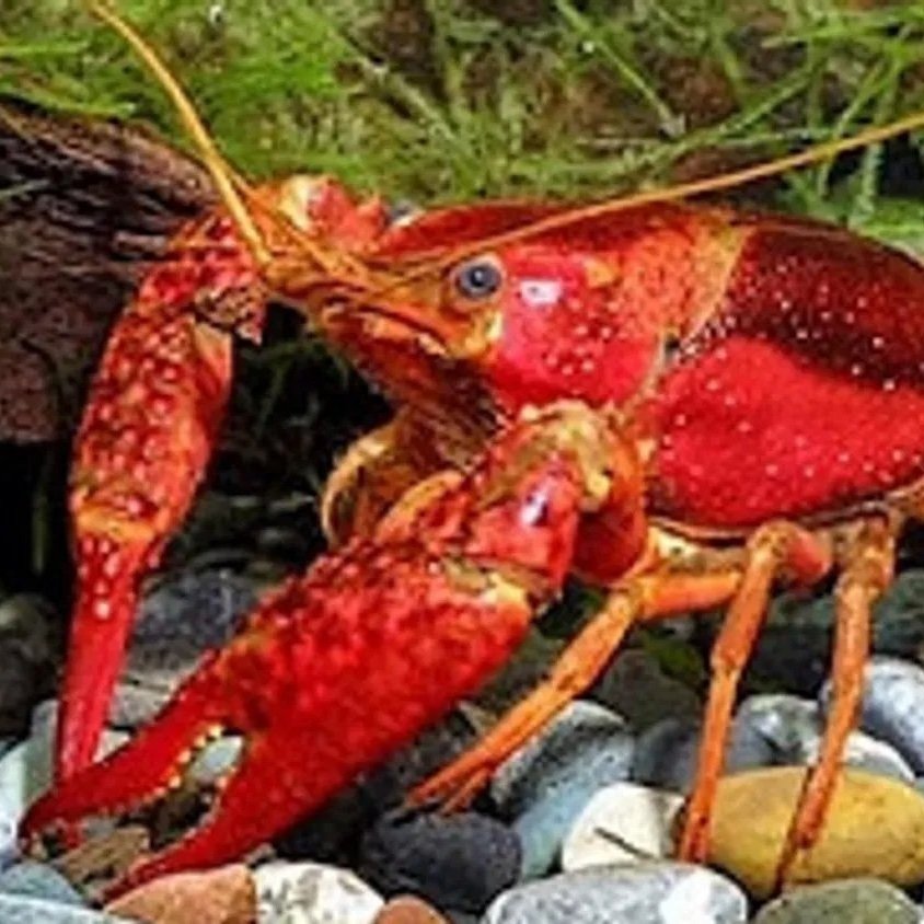 Enjoy That Summer Cookout, but Skip the Red Swamp Crayfish