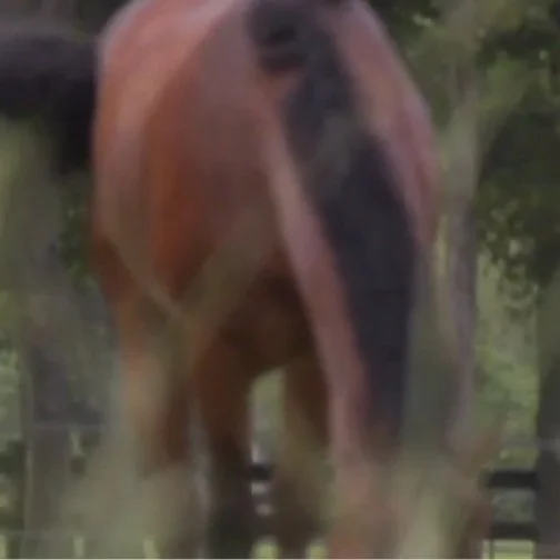 Acadia Parish Home to Rare Horse Breed