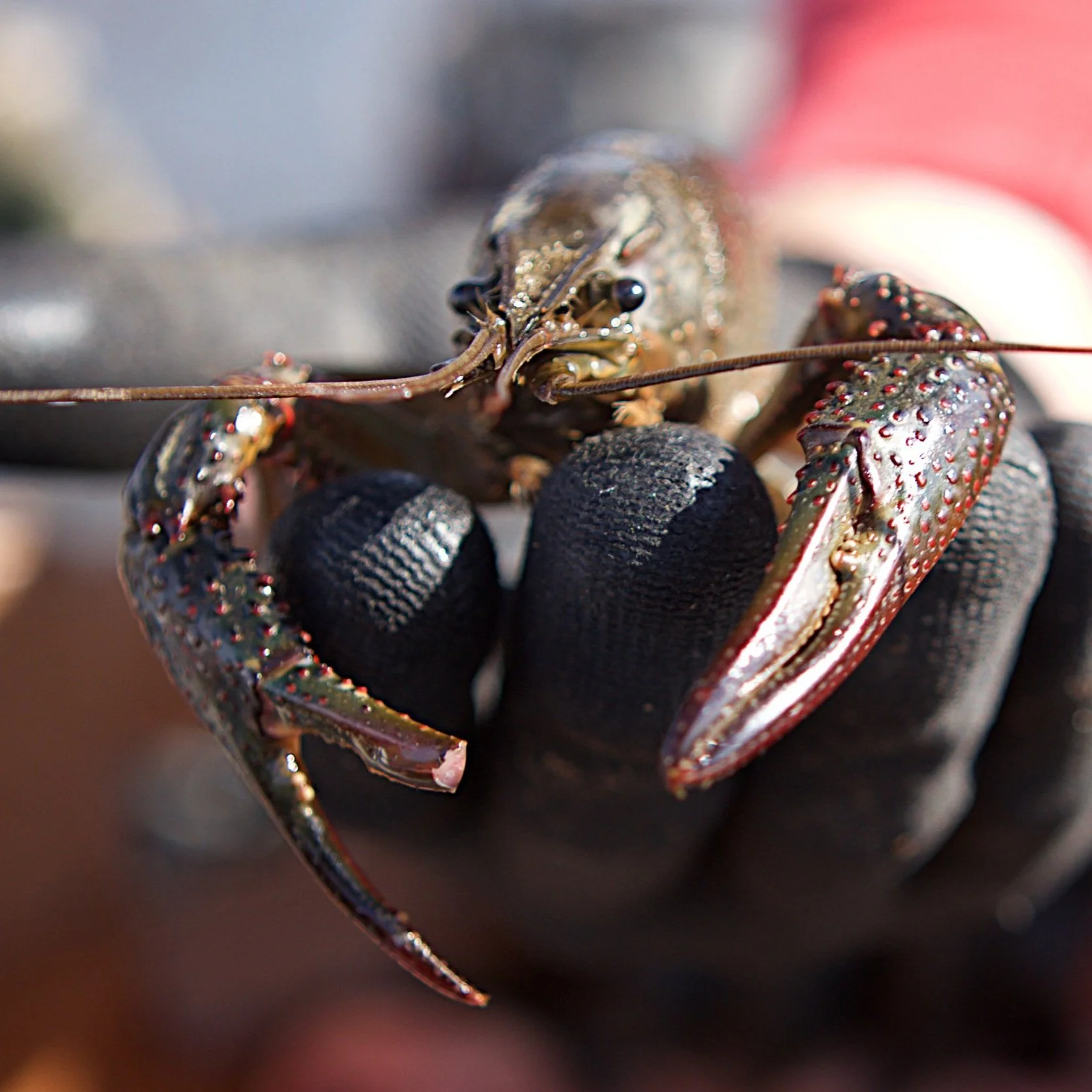 How the 2023 Drought Could Impact the Crawfish Industry Long Term