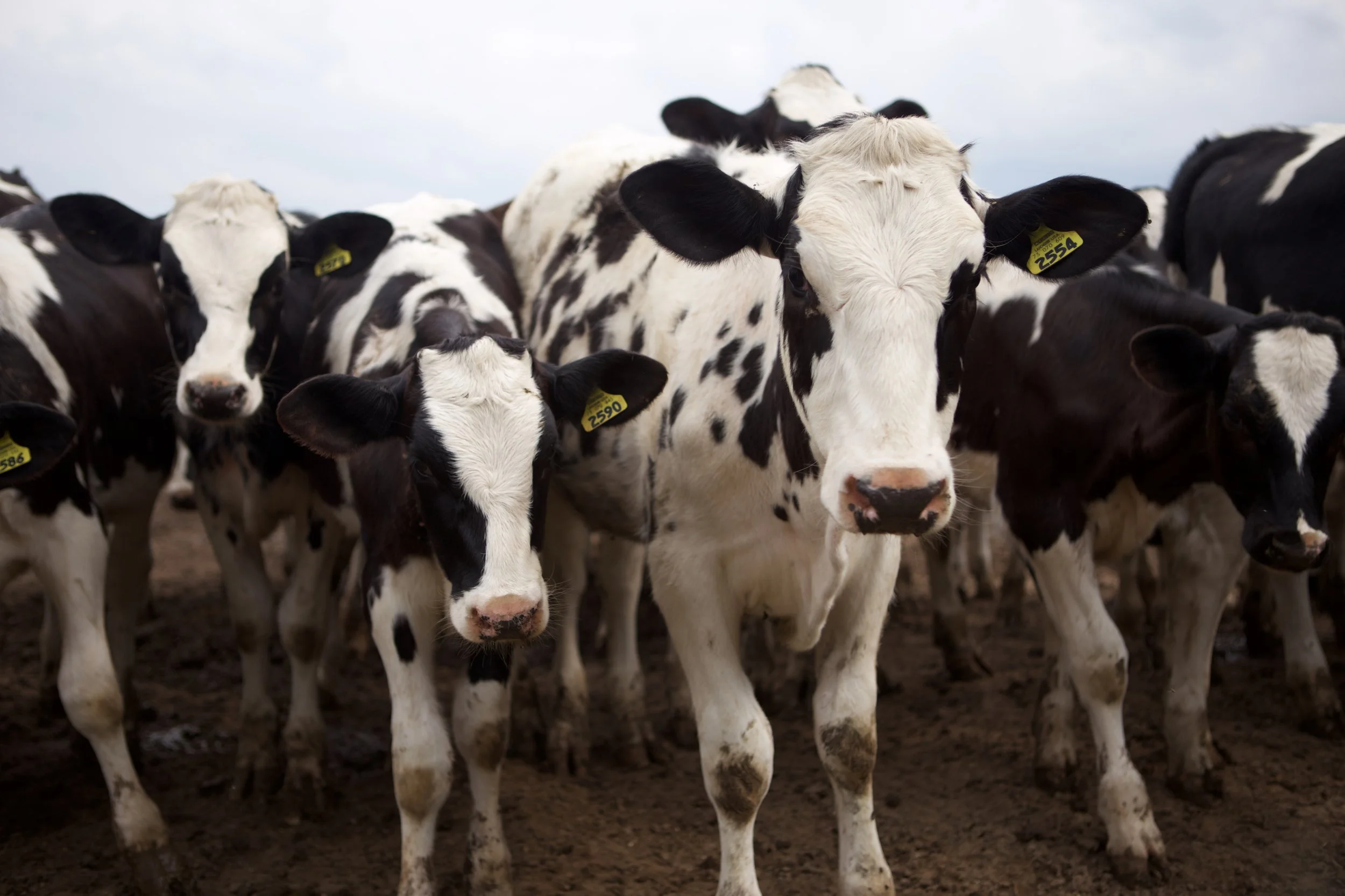 Dairy Producers in Louisiana Reminded to Obtain 2026 Dairy Margin Coverage by February 26  