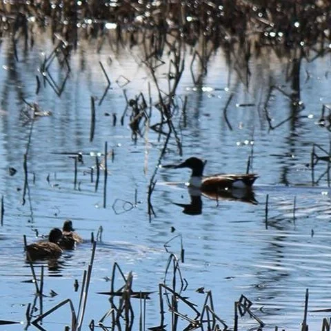 Biden-Harris Administration to Invest $50 Million in Projects that Restore Natural Functions and Values of Wetlands As Part of Investing in America Agenda