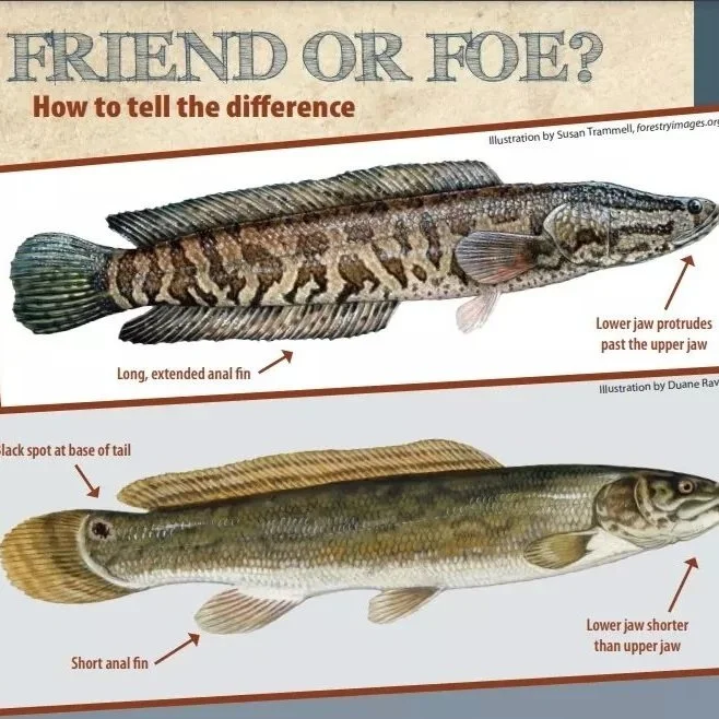 Scary Land-Walking Louisiana Fish Getting A New Name