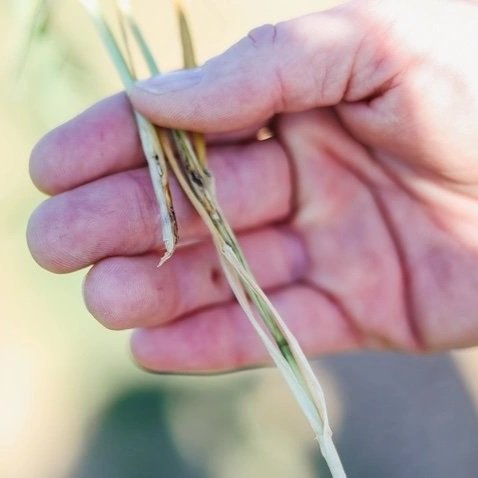 Hessian Fly: Generational Challenge for Delta Wheat Growers, Breeders