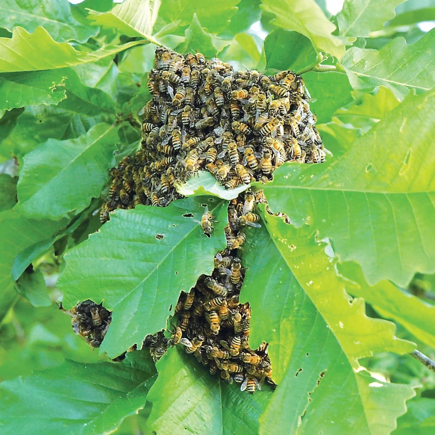 Lake Area Beekeepers Club to Present Program at the Sulphur Library
