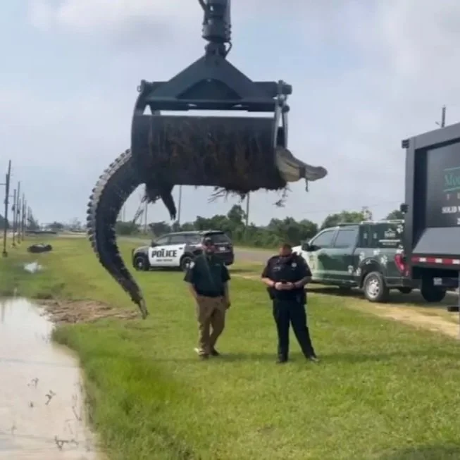 Alligators In Louisiana, Texas, Showing Up In Unusual Places Due To Recent Weather