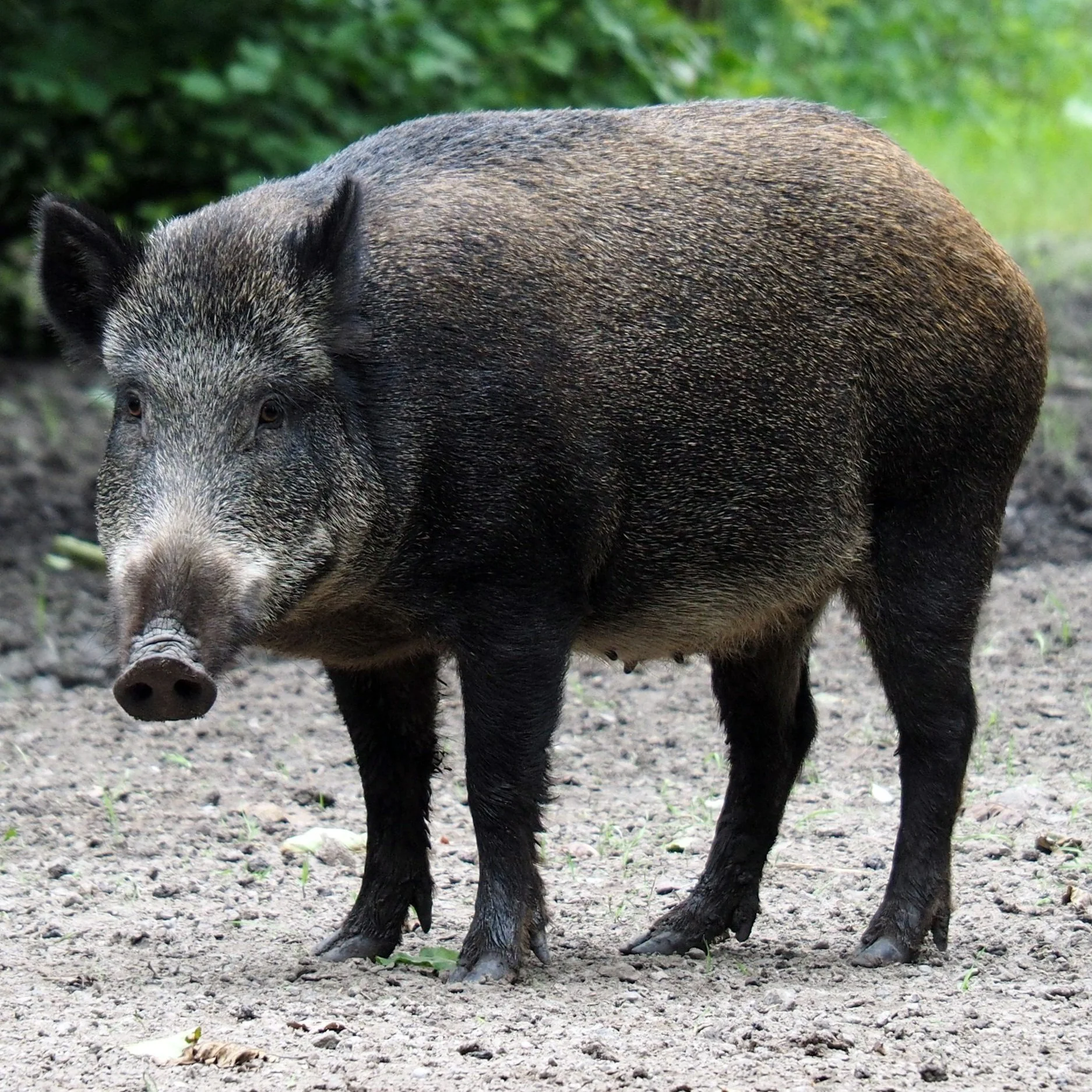 6 People Arrested For Hogwash Entries Into Hog Hunting Contest