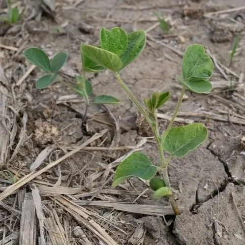 Which States had the Highest Percentage of Soybeans in Good/Excellent Shape?