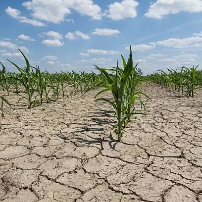 Louisiana Farmers Eligible for Emergency Loans Due to Drought