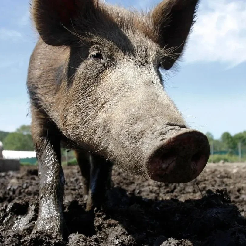 ‘Feral Swine Bomb’ Explained: Why Wild Hogs In 35 States Have Scientists Worried
