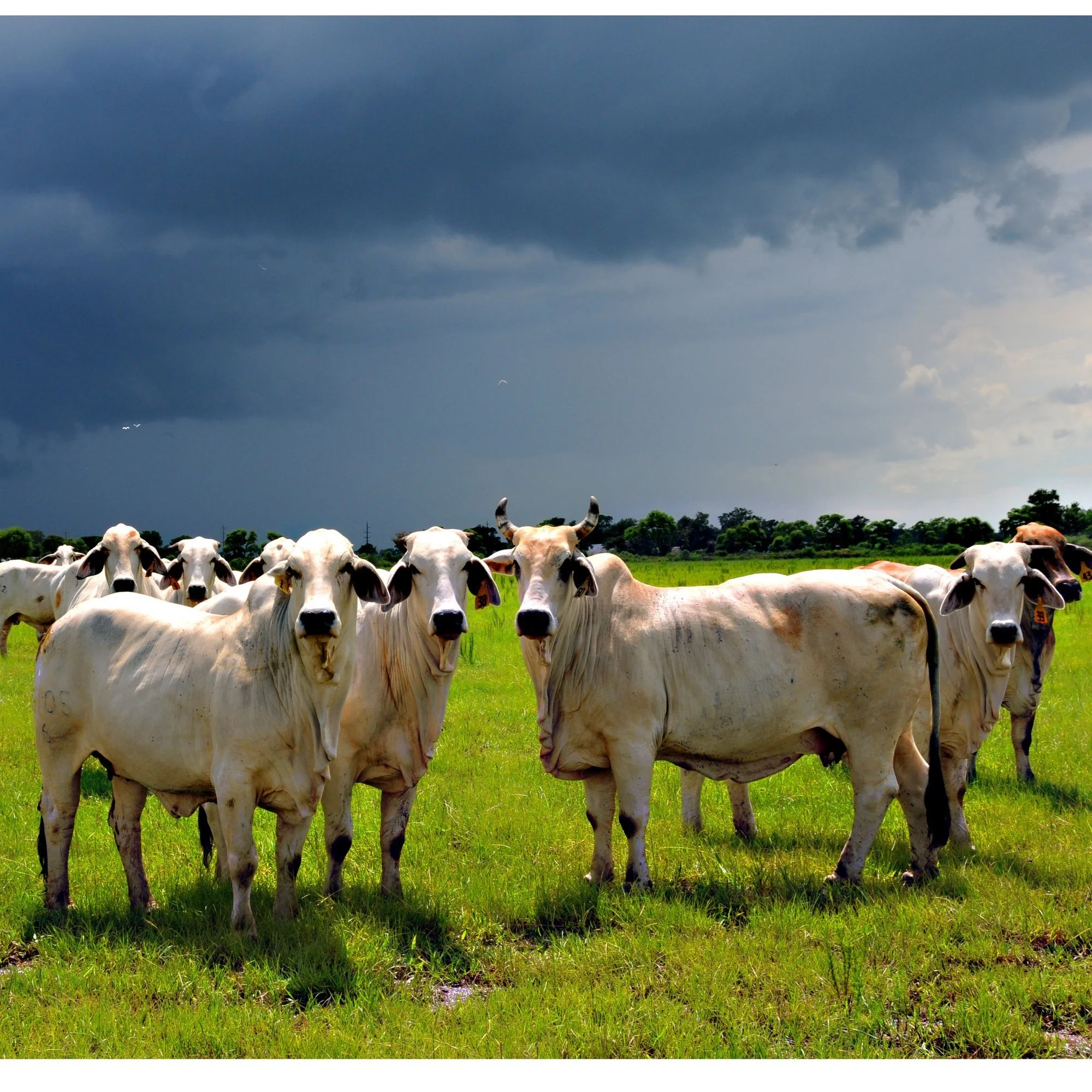 Protect Your Livestock During Severe Weather
