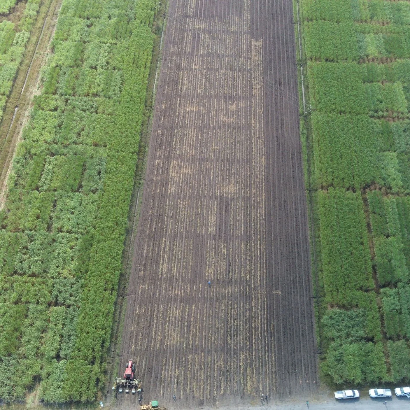 2024 Sugarcane Variety Performance