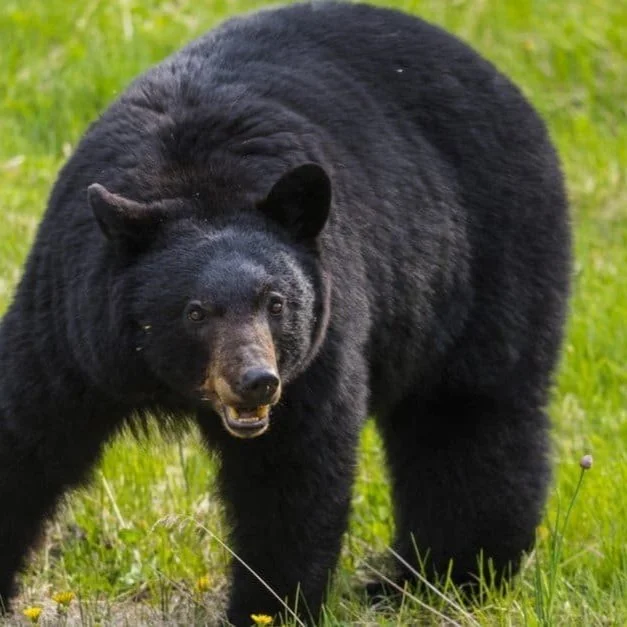 2026 Louisiana Black Bear Hunting Season Set to Begin December 5th; Hunting Tag Lottery to Begin in Late July