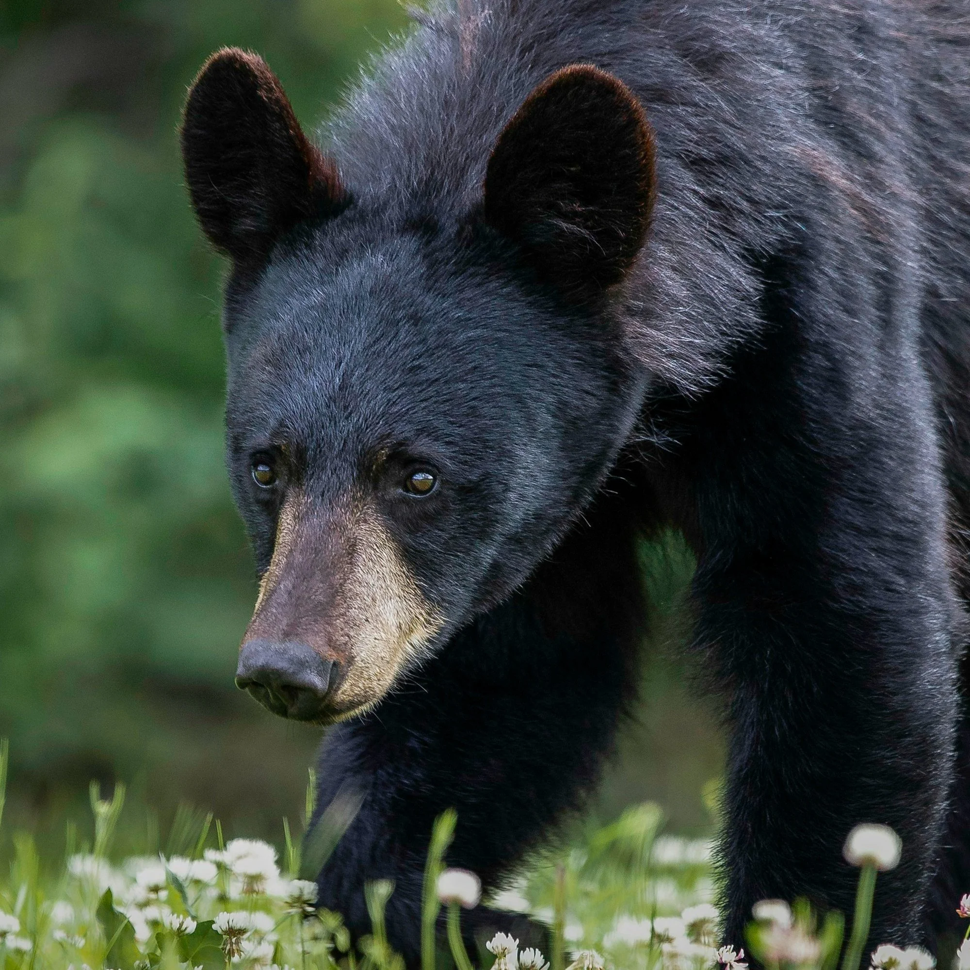 New Louisiana Law Establishes Black Bear Hunting Season