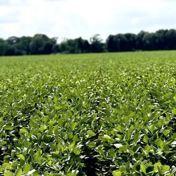 U.S. Soybeans are in Better Shape Than Last Year at This Time