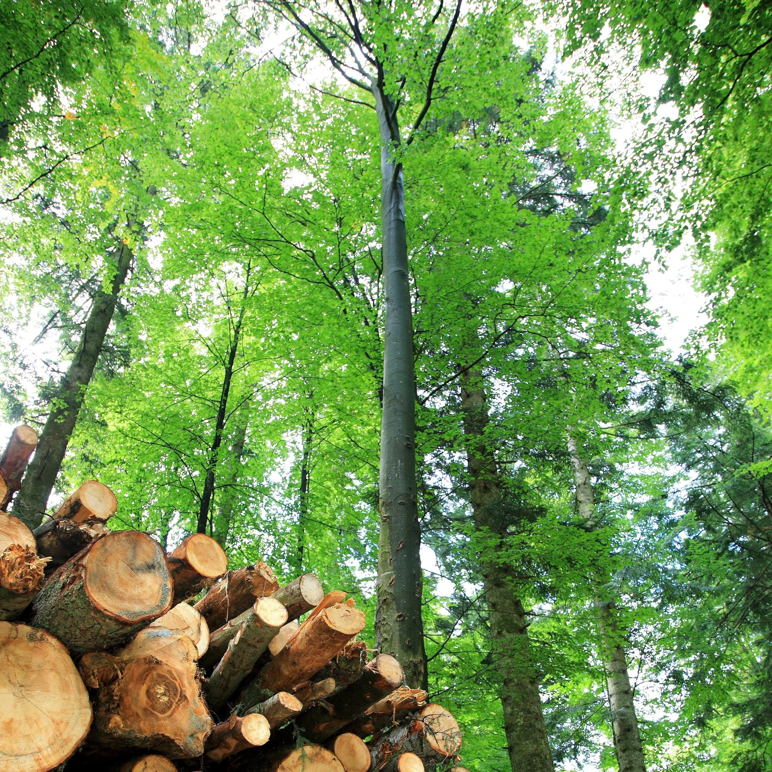 Forest Service Scientists Develop New Tools to Expedite Decision-making after Extreme Drought