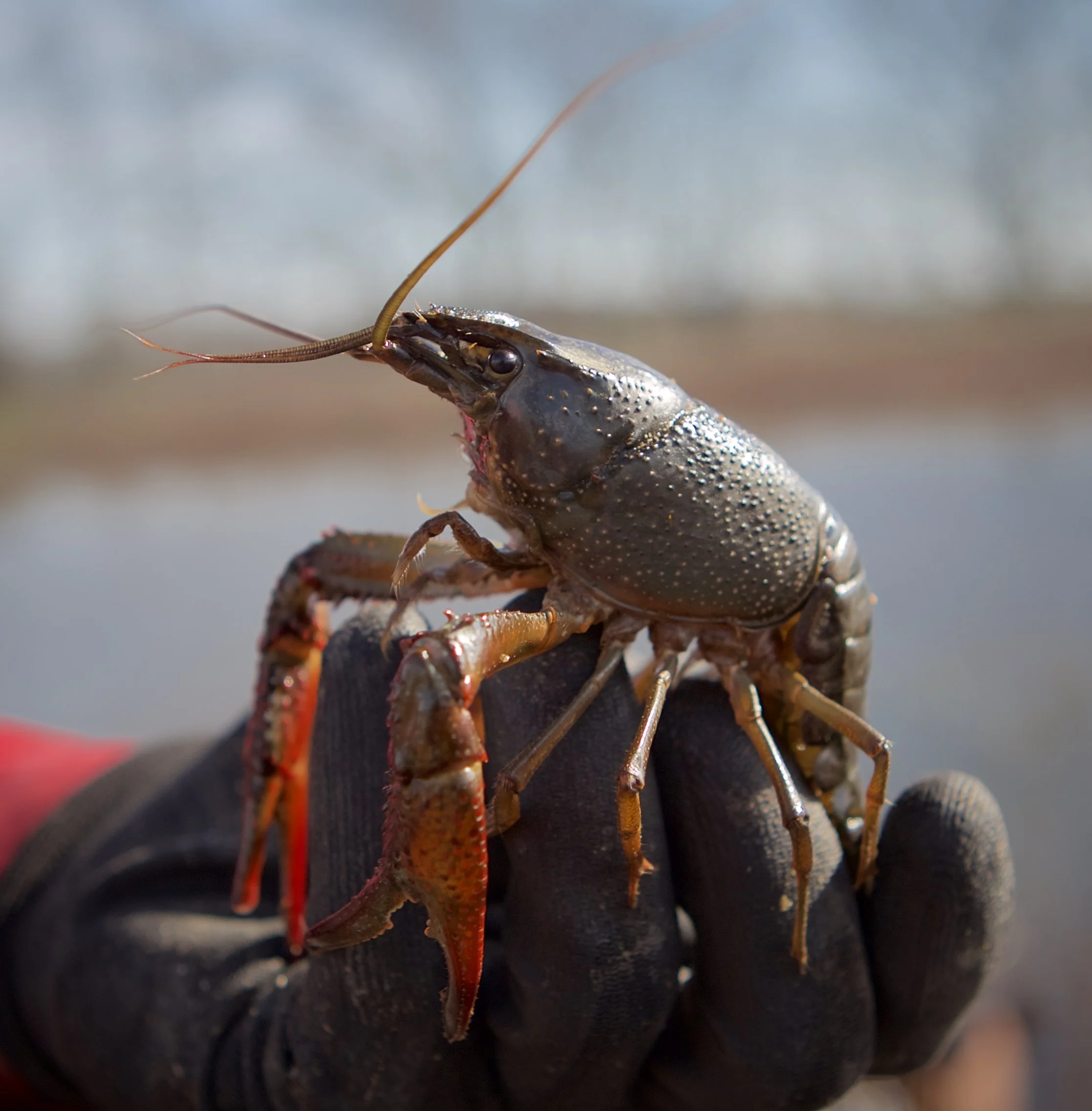 Louisiana Crawfish Season Under Pressure as Labor and Pests Take a Toll