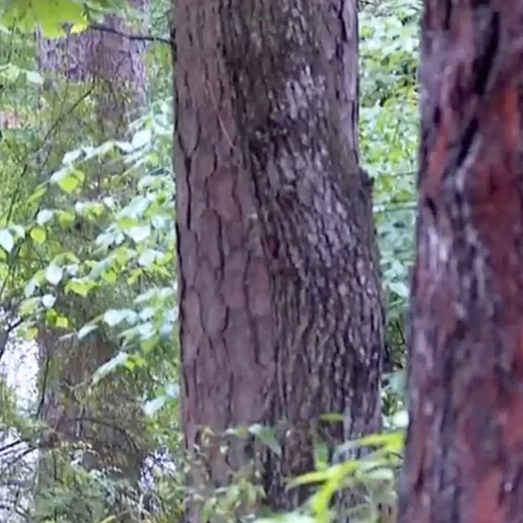 Louisiana to Address Beetle Infestation Threatening Timber Industry