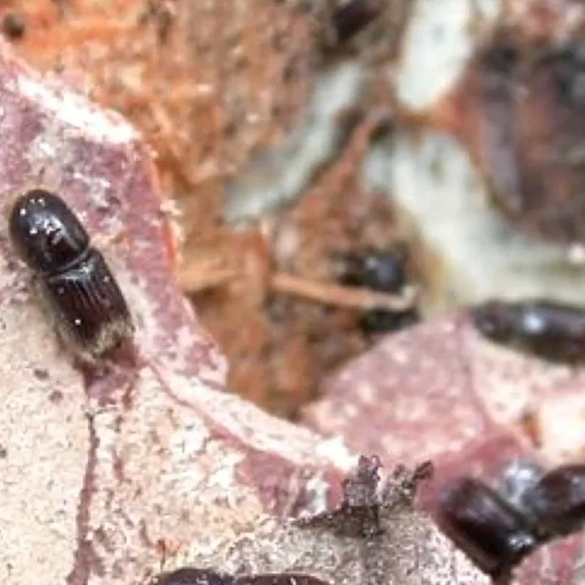 State Officials Considering Emergency Declaration as Bark Beetle Concerns Grow