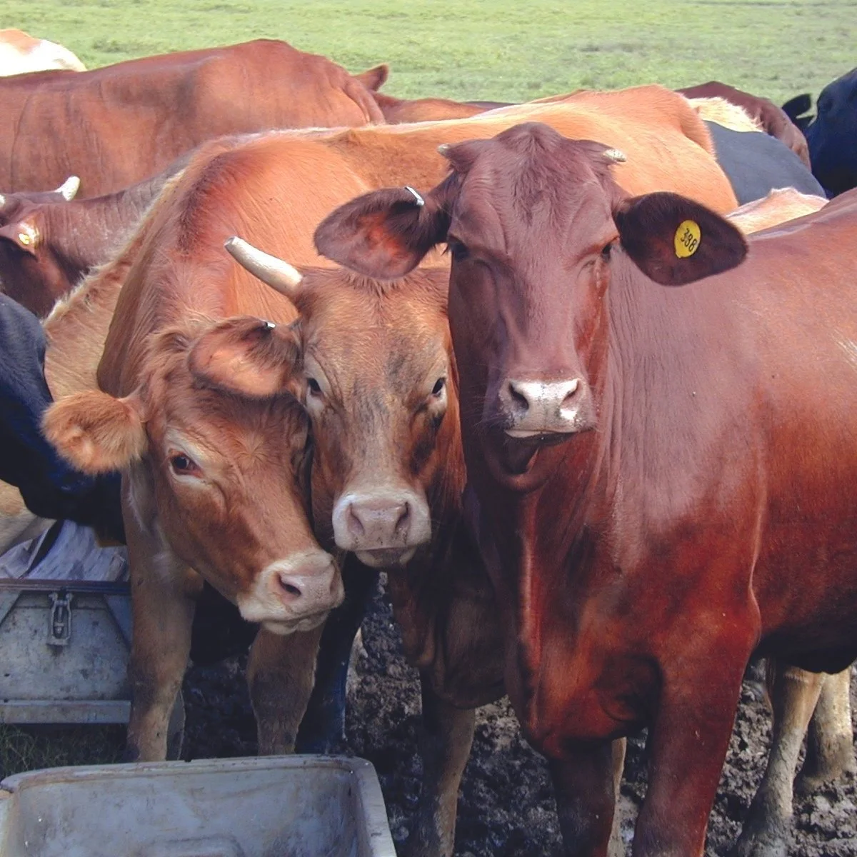 LSU Vet Med Hosts Food Animal Renovation Reveal