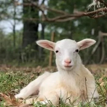 Kids Learn About Farming at Ol’ Mel’s Farm Day Camp