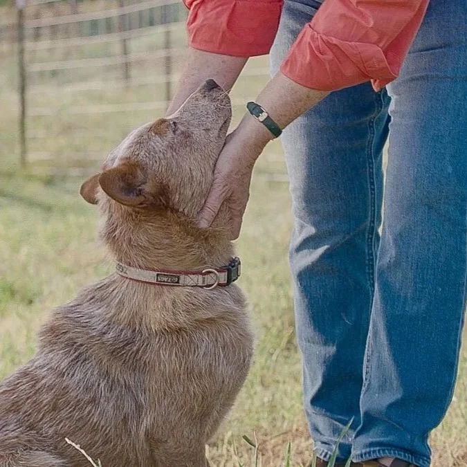 Nominations Open Through July 19 for 2025 Farm Bureau Farm Dog of the Year Contest